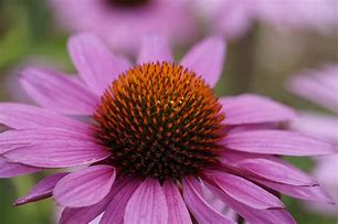 Image result for Daisy Flower Plant