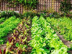 Image result for Gardening Vegetable Garden