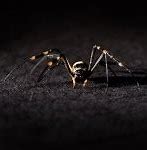 Image result for Arachnologist