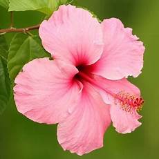 fiore ibisco significato ibisco significato fiori fiore ibisco significato ibisco significato fiori