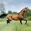 Image result for Canute Horse at Ascot
