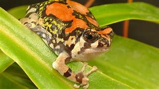 Image result for Rainbow Frog