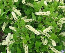 Image result for Itea virginica