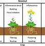 Image result for Different Stages of Agriculture