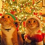 Image result for Funny Christmas Photos