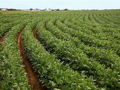 Image result for Soybeans Field Crops
