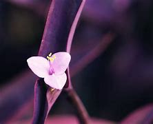 Image result for Aesthetic Purple Petals
