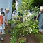 Image result for Tree-Planting Singapore