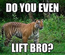 Image result for Funny Tiger Memes Clean