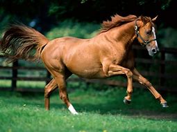 Image result for Horsed Race