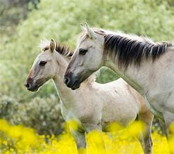 Image result for Sorraia Horse