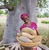 Image result for Biggest Baobab Tree in the World