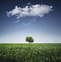 Image result for Alone Tree Sitting in the Middle of a Field with Cutted Trees