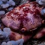 Image result for Crab in Ocean