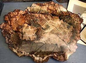 Image result for Quartz Petrified Wood