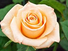Image result for Beautiful Peach Roses