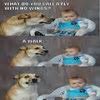 Image result for Husky Dog Meme Joke