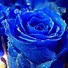 Image result for Red, White and Blue Flowers