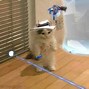 Image result for I'm Sorry Cute Puppy Memes
