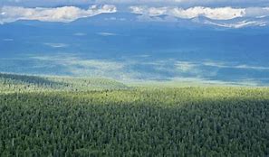 Image result for Most Beutifull Forest Russia