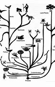 Image result for Darwin's Drawings