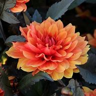 Image result for Dahlia Missis Trucella