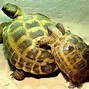 俄罗斯陆龟 的图像结果