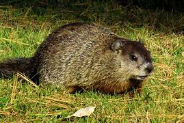 Image result for Groundhog and Beaver