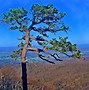 Image result for Skyline Drive Appalachian Trail