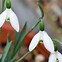 Image result for Galanthus Wifi Dipping