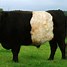 Image result for Belted Galloway Cattle