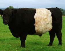 Image result for Belted Galloway Cattle