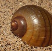 Image result for Black Apple Snail