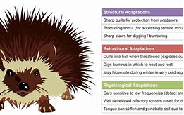 Image result for Hedgehog Evolution