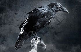 Image result for Black Raven Wallpaper