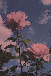 Image result for Pink Aesthetic Rose with Sky
