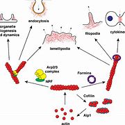 Image result for actin�mstro
