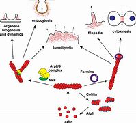 Image result for actin�mwtro