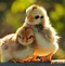 Image result for Happy Baby Animals