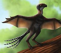 Image result for Ambopteryx Longibrachium