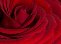 Image result for Red Rose Close Up