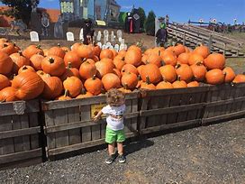 Image result for Fun Day Pumpkin Picking