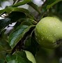 Image result for Small Gree Apple's Apple