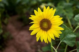 Image result for Sunflower Bloom