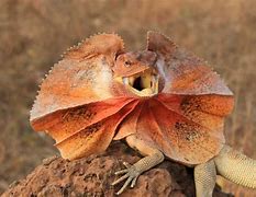 Image result for Frilled Neck Lizard
