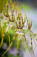 Image result for Grampinas Orchids