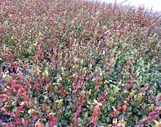 Image result for Euonymus fortunei Darts Blanket