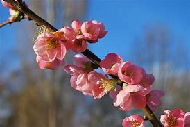 Image result for Chaenomeles sup. Pink Lady