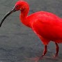 Image result for Exotic Birds Weird