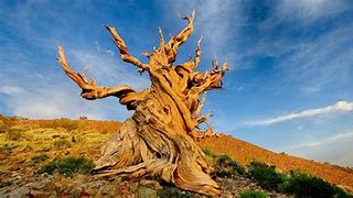 Image result for 4000 Year Old Tress in Santiago